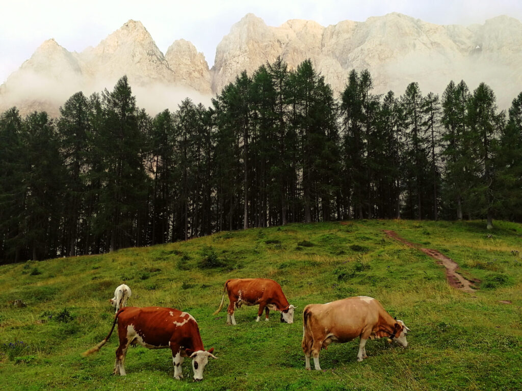 les vaches slovènes