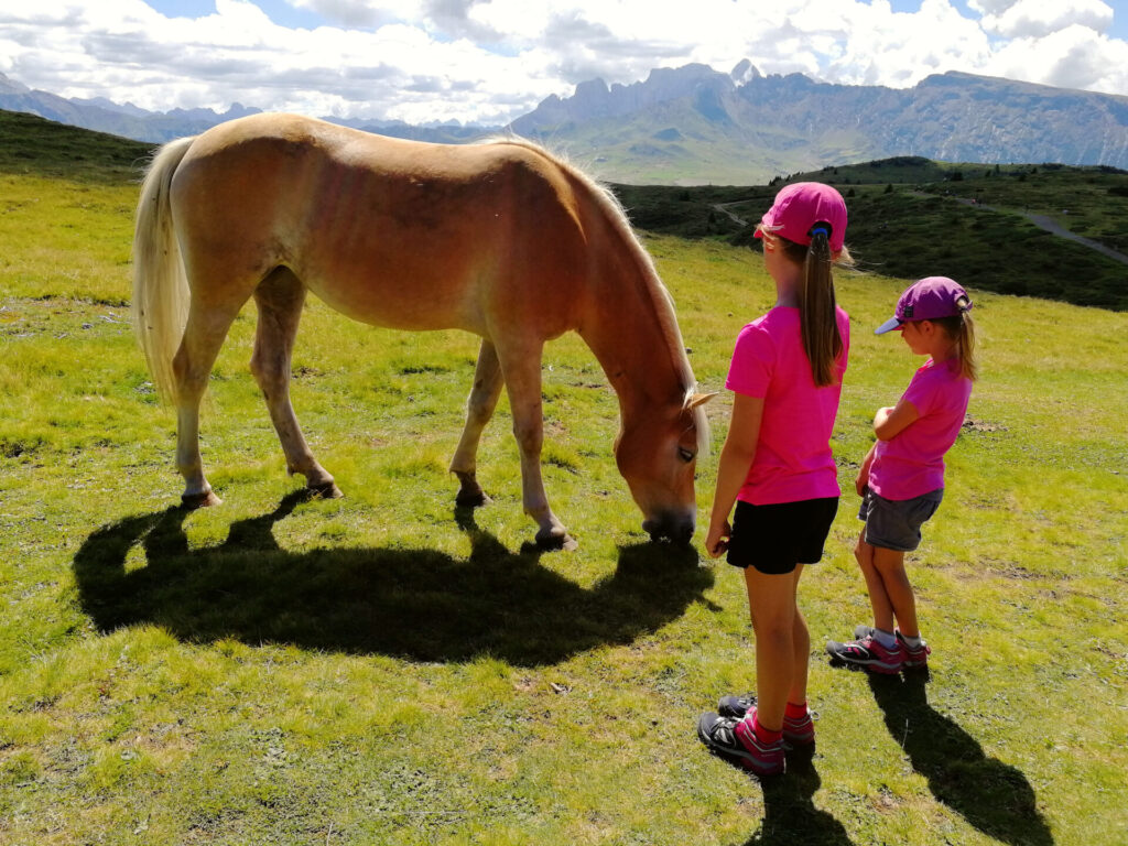 alpe di siusi chevaux