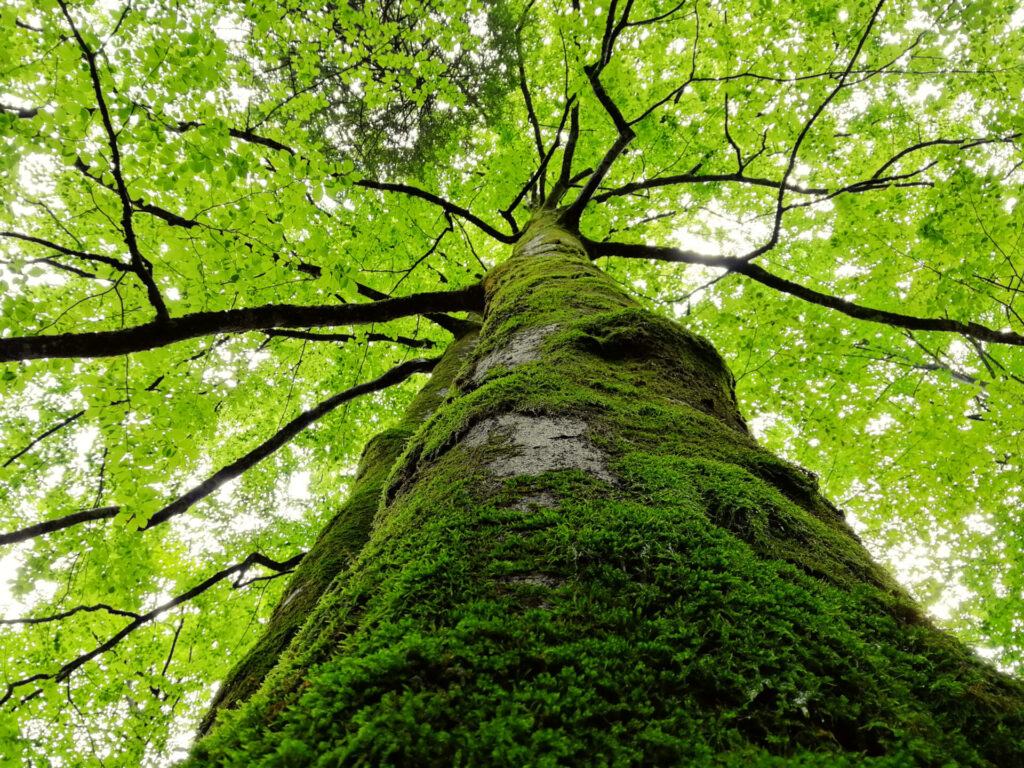 arbre slovène