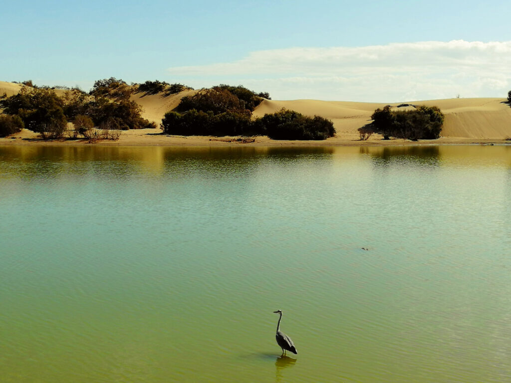 charca de maspalomas