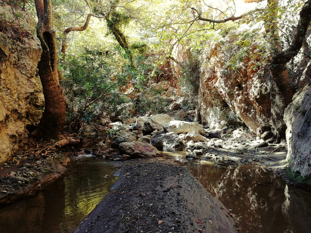 gorges patsos