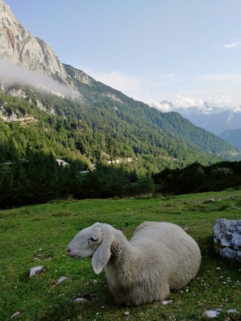 mouton au bord de la route 206