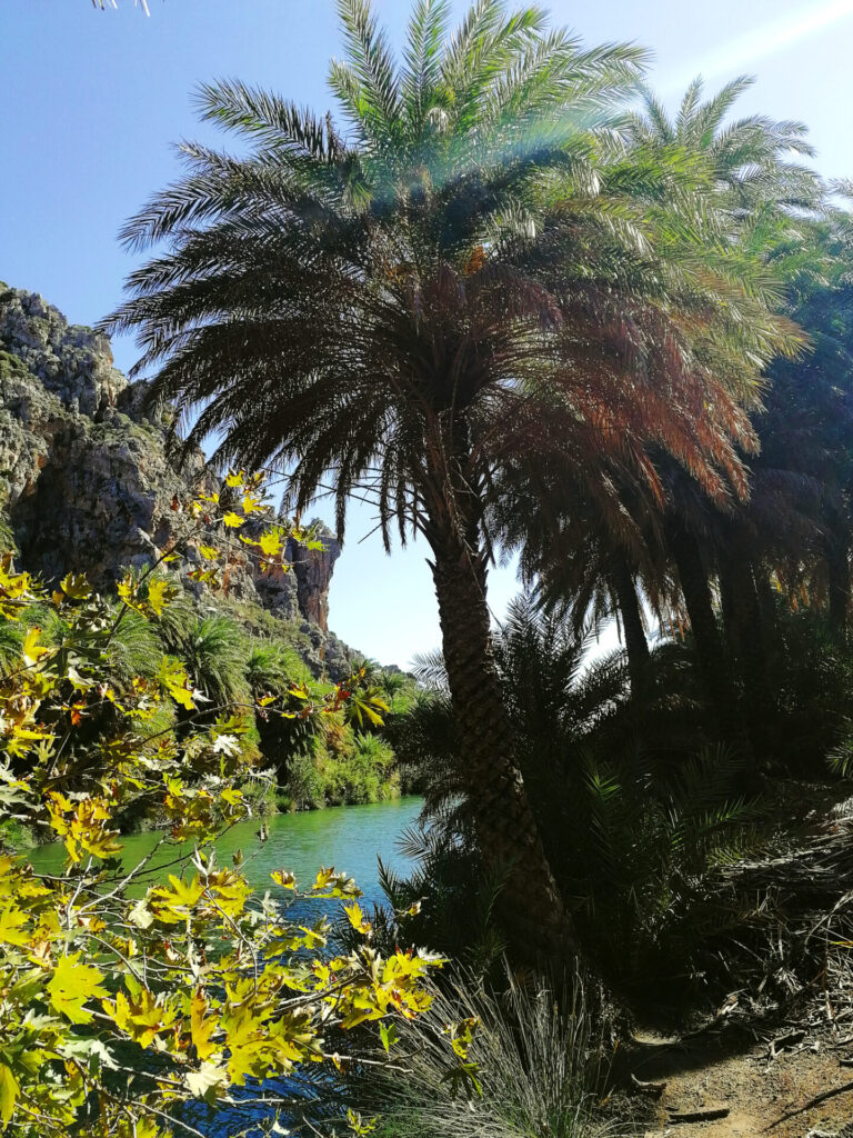 palmeraie de preveli