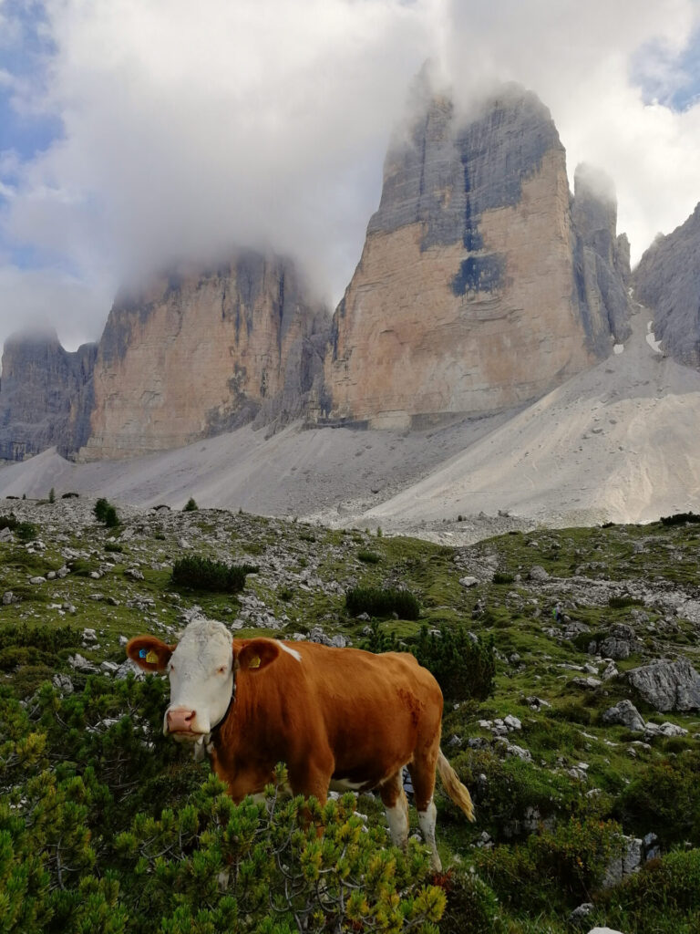 vache aux tre cime