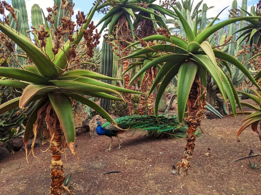oasis park