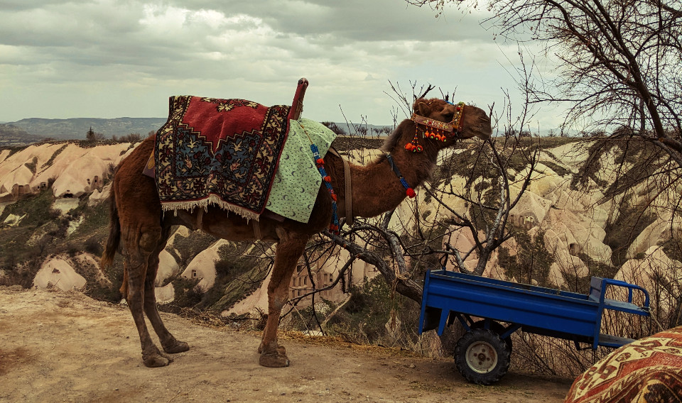 balade chameau cappadoce