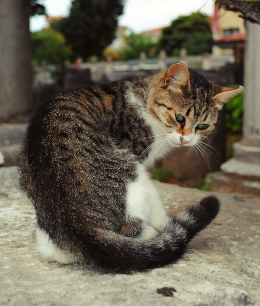 CHAT d'Istanbul