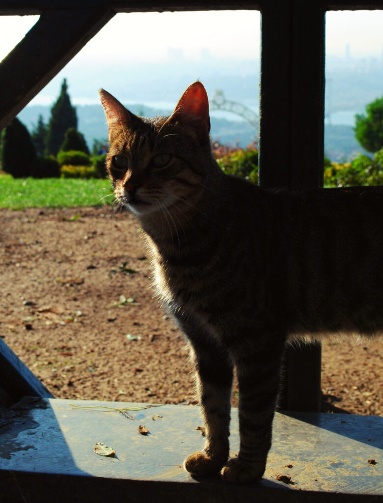 chat d'ISTANBUL